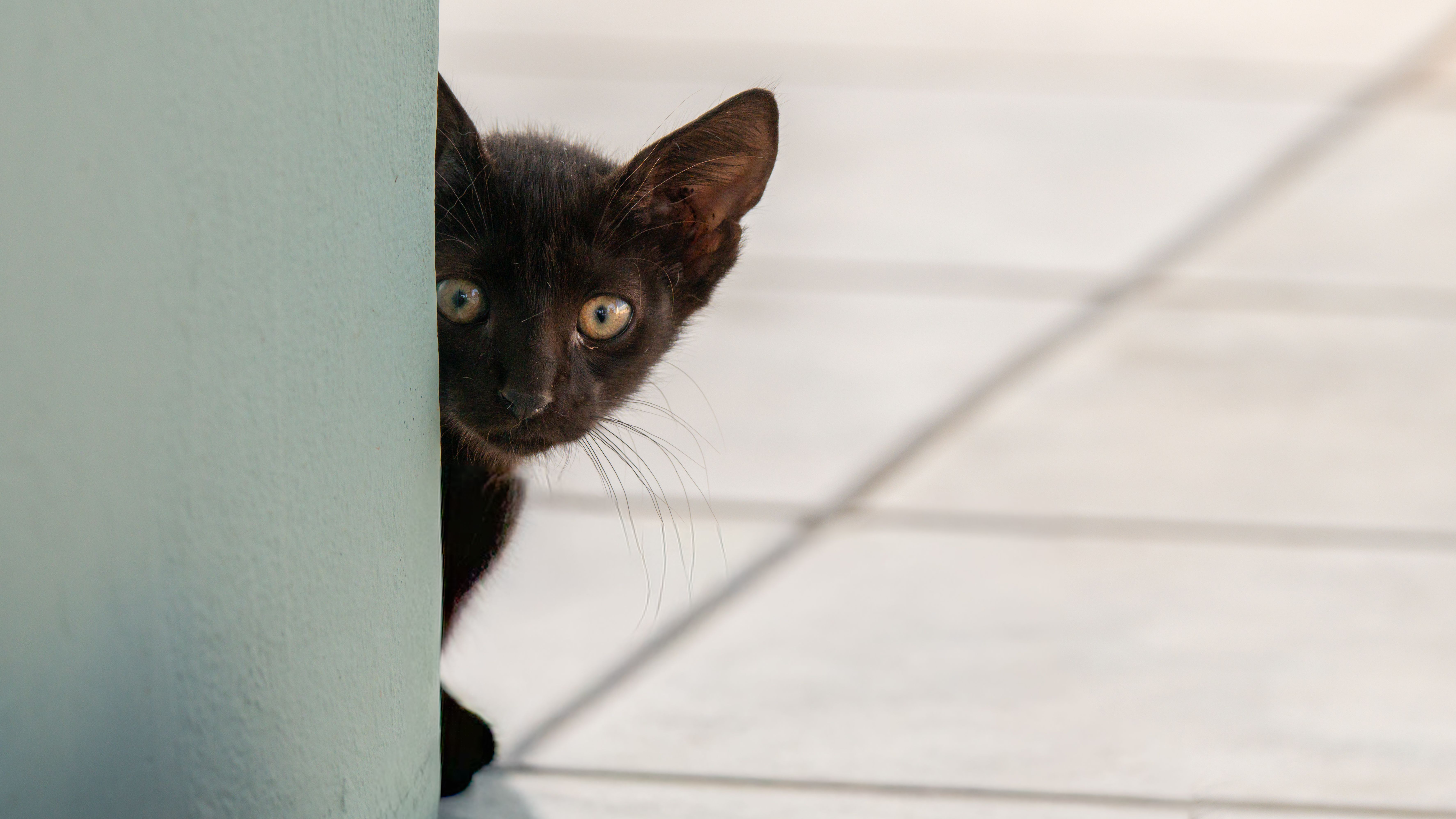 Black kitten peeking around a wall corner, watching warily