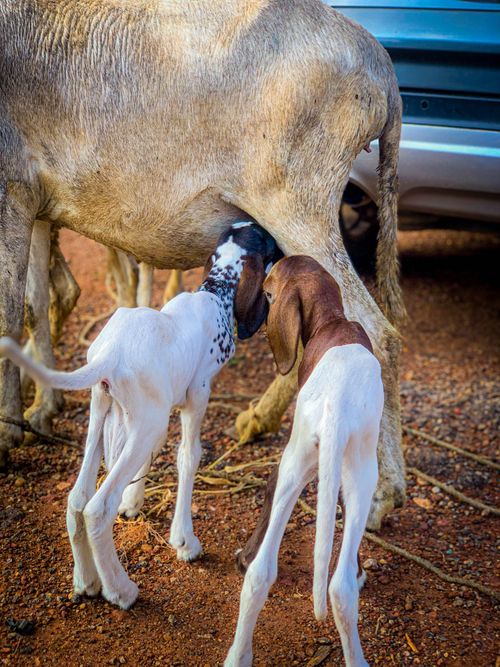 Free Young goat kids nursing from their mother in a rural Nigerian setting. Stock Photo