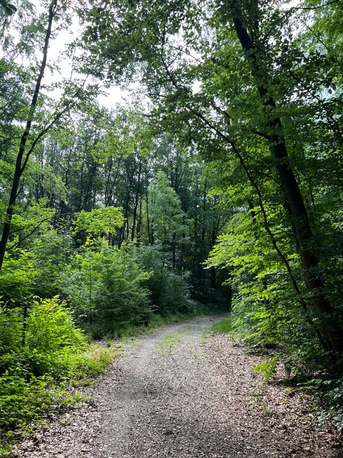 Free A tranquil forest path surrounded by lush greenery in a German woodland, ideal for nature enthusiasts. Stock Photo