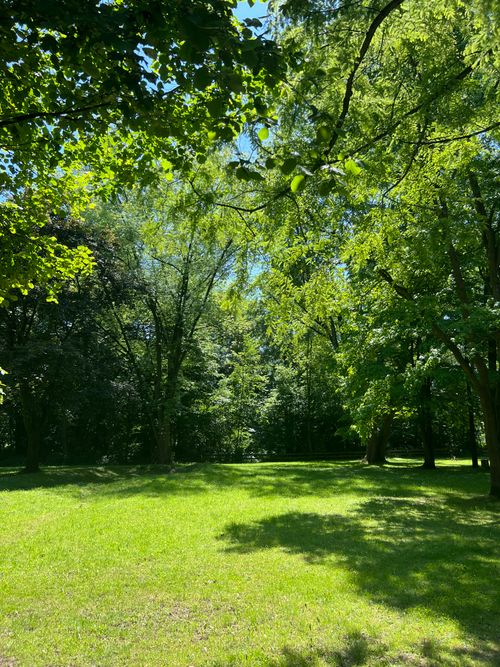 Free A bright, sunlit view of a green forest with lush trees in Germany. Stock Photo
