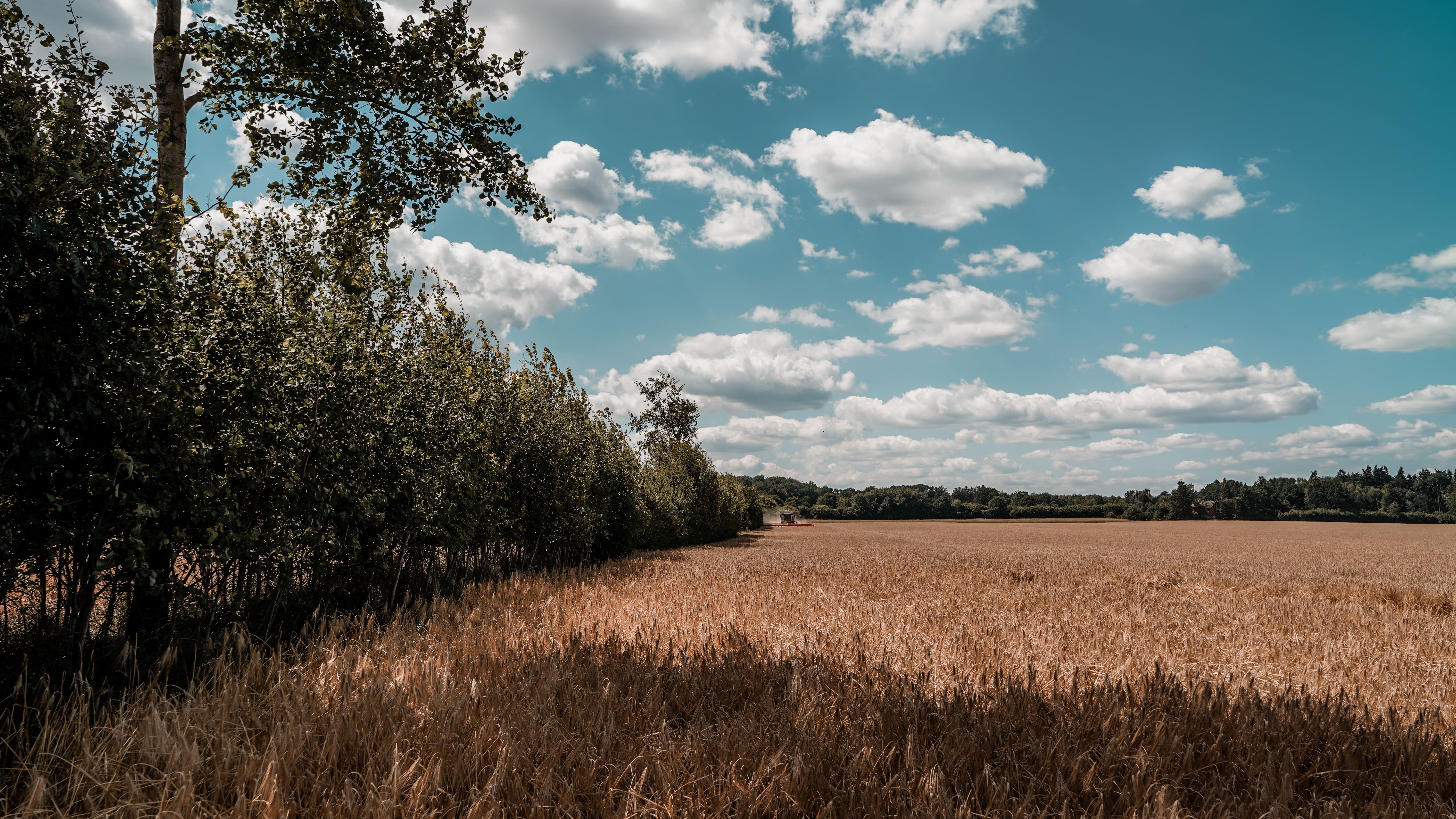 Vast wheat fields under a bright sky in Schleswig-Holstein, perfect for agricultural themes.
