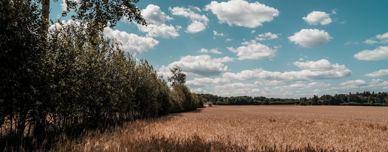 Vast wheat fields under a bright sky in Schleswig-Holstein, perfect for agricultural themes.