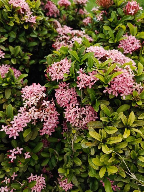 Free Bright pink Ixora flowers in full bloom surrounded by lush foliage in Dhaka garden. Stock Photo