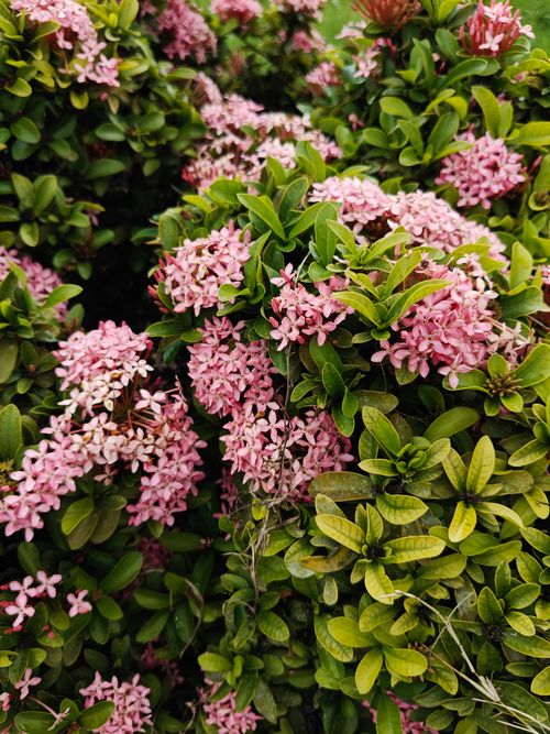 Free Vibrant pink Ixora flowers blooming amidst lush green leaves, showcasing natural beauty in Dhaka. Stock Photo