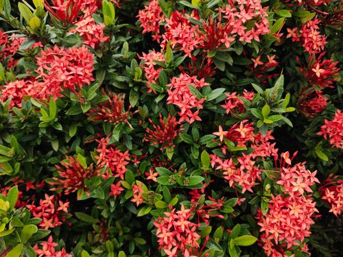 Free Bright red Ixora flowers beautifully bloom in lush foliage, captured in Dhaka, Bangladesh. Stock Photo