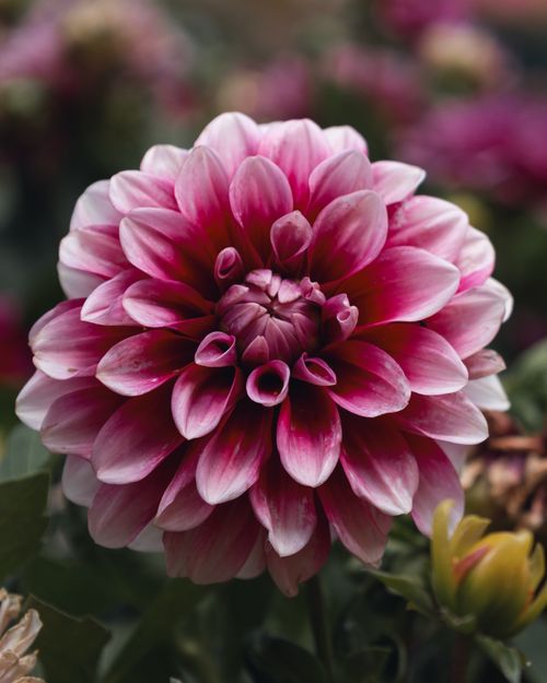Free Close-up of a vibrant pink dahlia flower in bloom, showcasing its intricate petals. Stock Photo