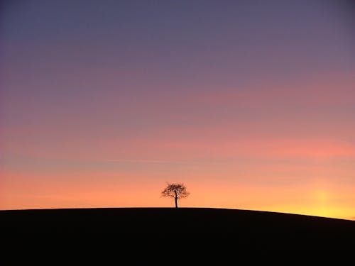 Silhouette of a Tree