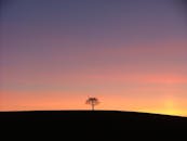 一棵孤树在五彩朝霞的映衬下轮廓分明，构成一幅宁静的景致