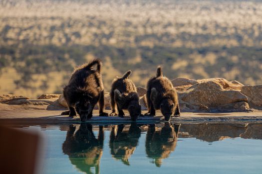 Three baboons drinking from a water hole with scenic Namibian landscape.