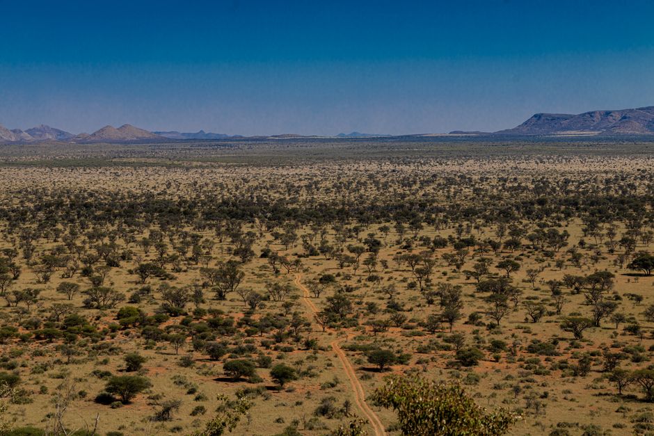 Aerial view of Namibia's expansive savannah with acacia trees and distant mountains.