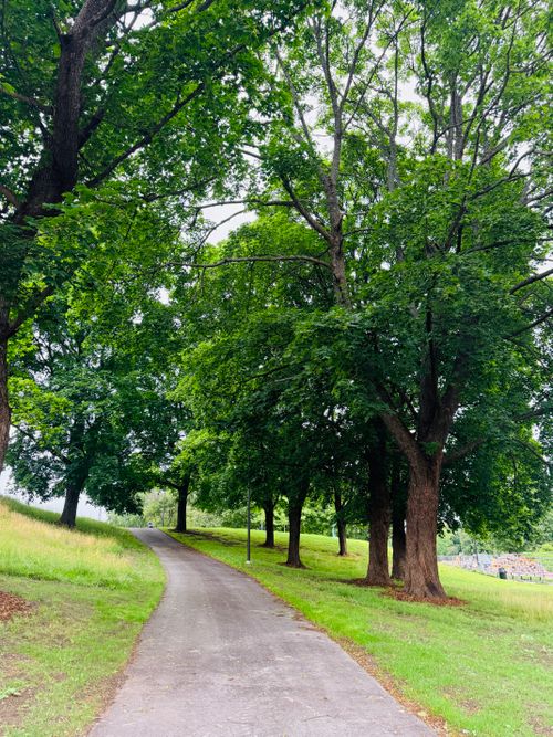 Free A peaceful walkway winding through a vibrant, leafy park under a canopy of tall trees. Stock Photo