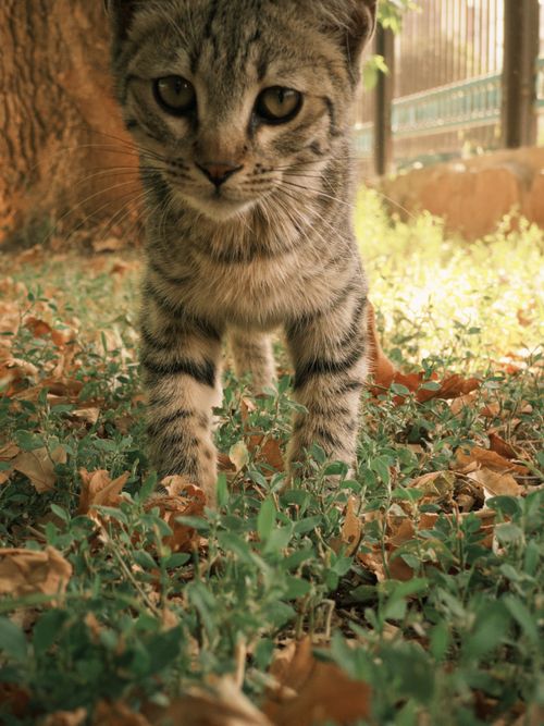 Free stock photo of adorable cat, adorable kitten, cute animal Stock Photo