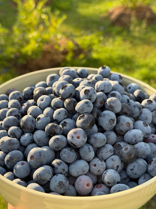 Free A bowl full of fresh ripe blueberries set against a sunny outdoor backdrop. Stock Photo