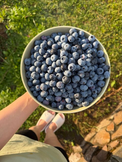Free A bowl filled with fresh blueberries held over a garden setting in sunlight. Stock Photo