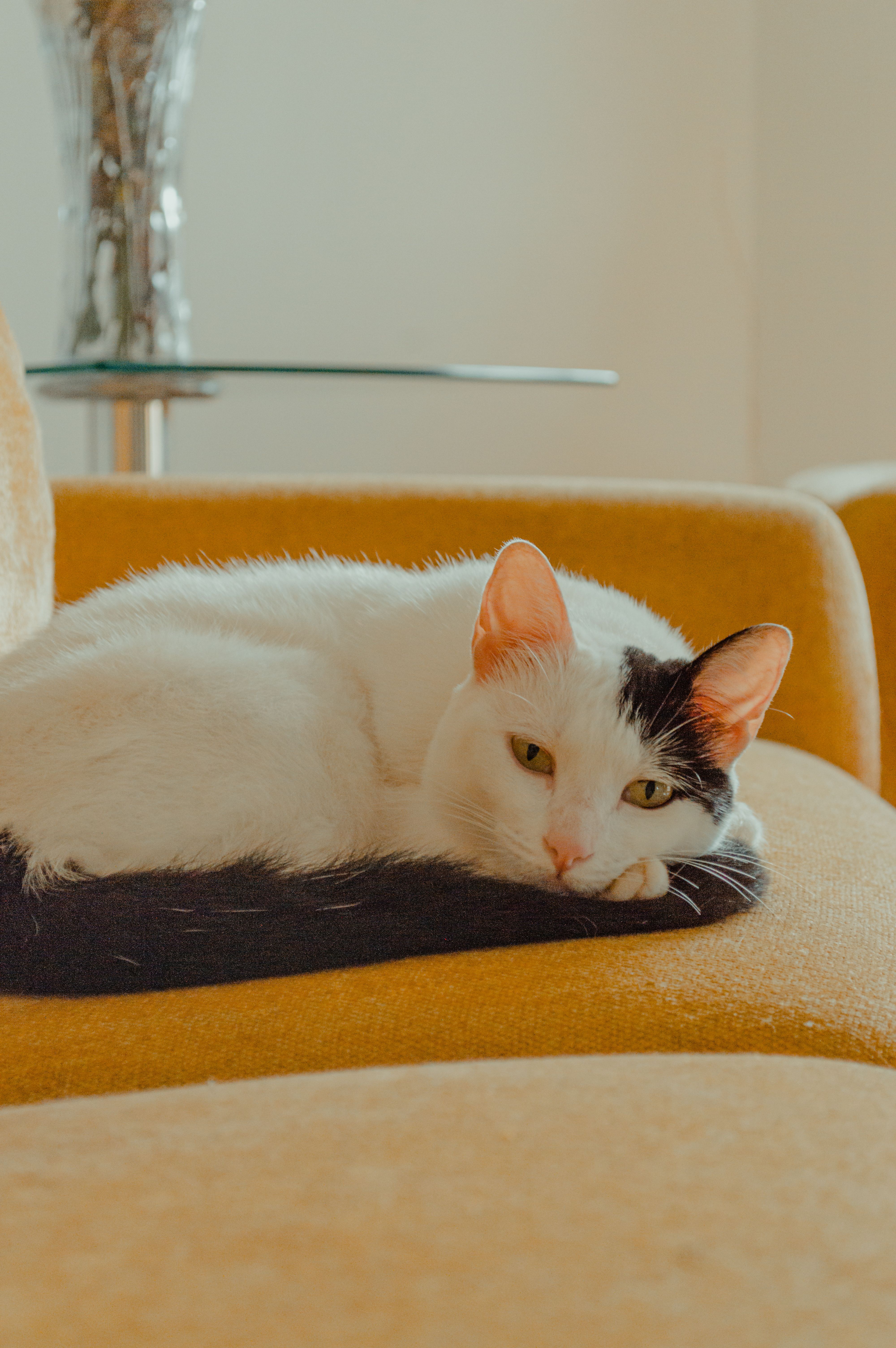 A calm black and white domestic cat relaxing on a mustard yellow couch indoors.