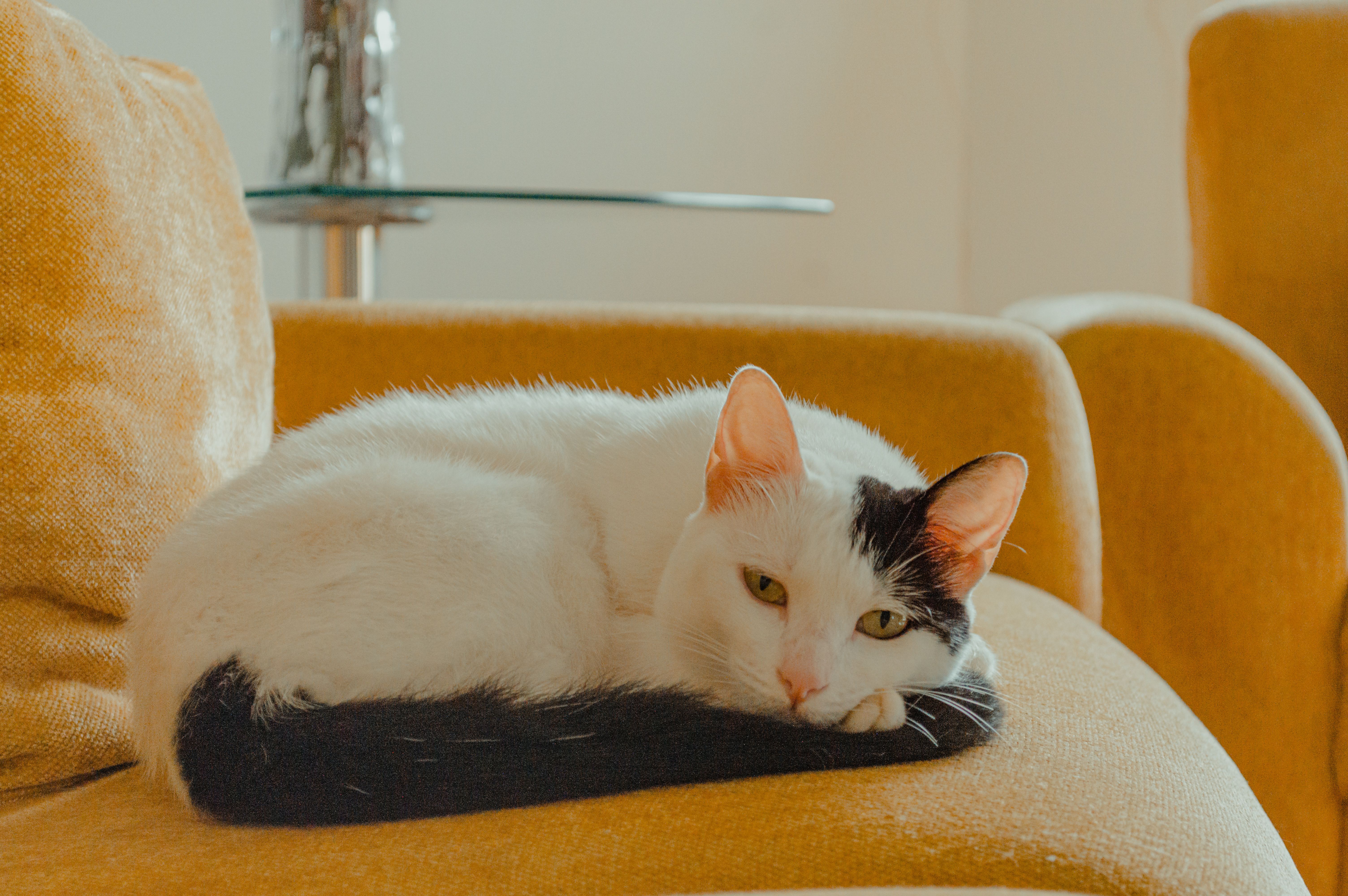 A white and black cat lounging on a mustard-yellow sofa indoors