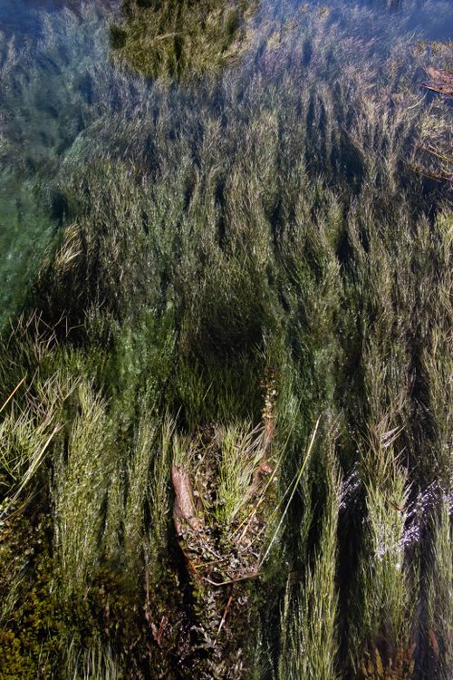 Free Underwater grass in clear water with tree reflection, creating a natural, serene landscape. Stock Photo