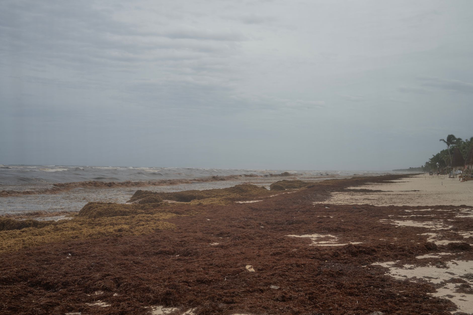 A tranquil beach scene with seaweed along the shoreline under a cloudy sky.
