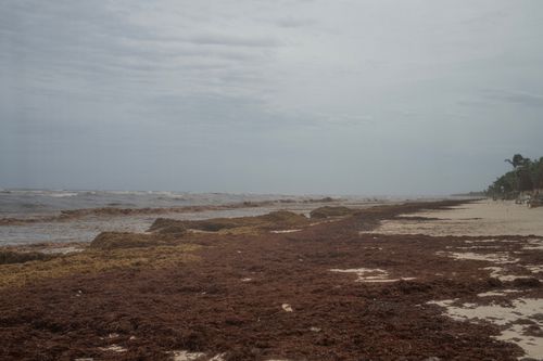 Free A tranquil beach scene with seaweed along the shoreline under a cloudy sky. Stock Photo