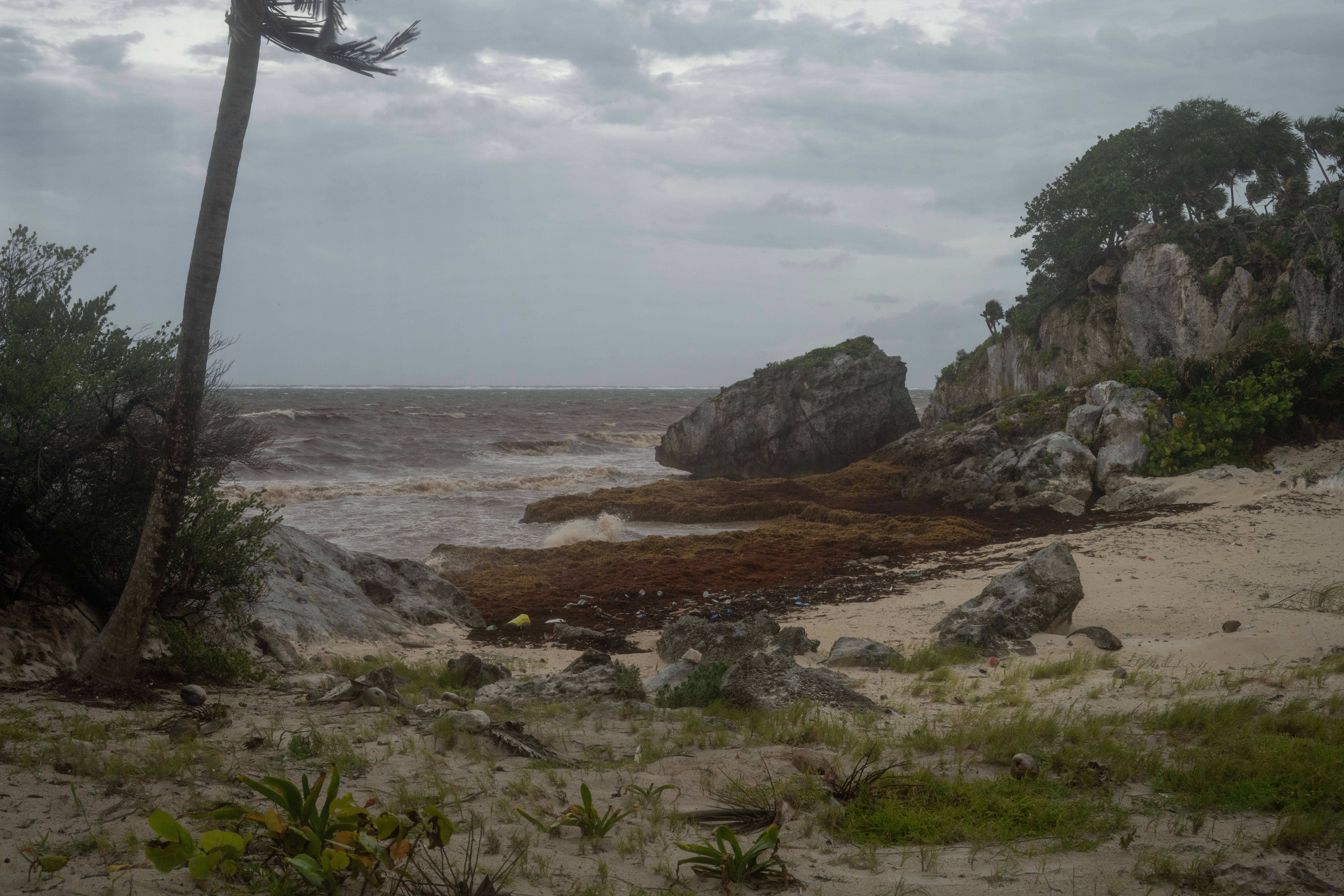Sargassum, the smelly nemesis of beach vacations, has become a self‑sustaining disaster th