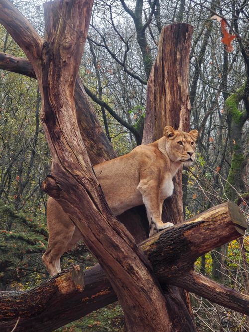 Free A powerful lioness stands on tree branches, blending into the woodland setting. Stock Photo