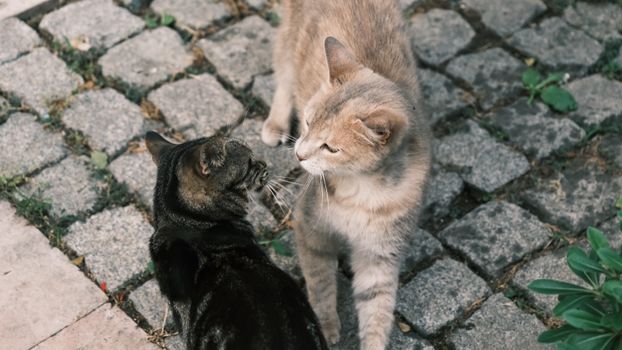 Two cats meet on a cobblestone path, their interaction captured beautifully in this candid shot.