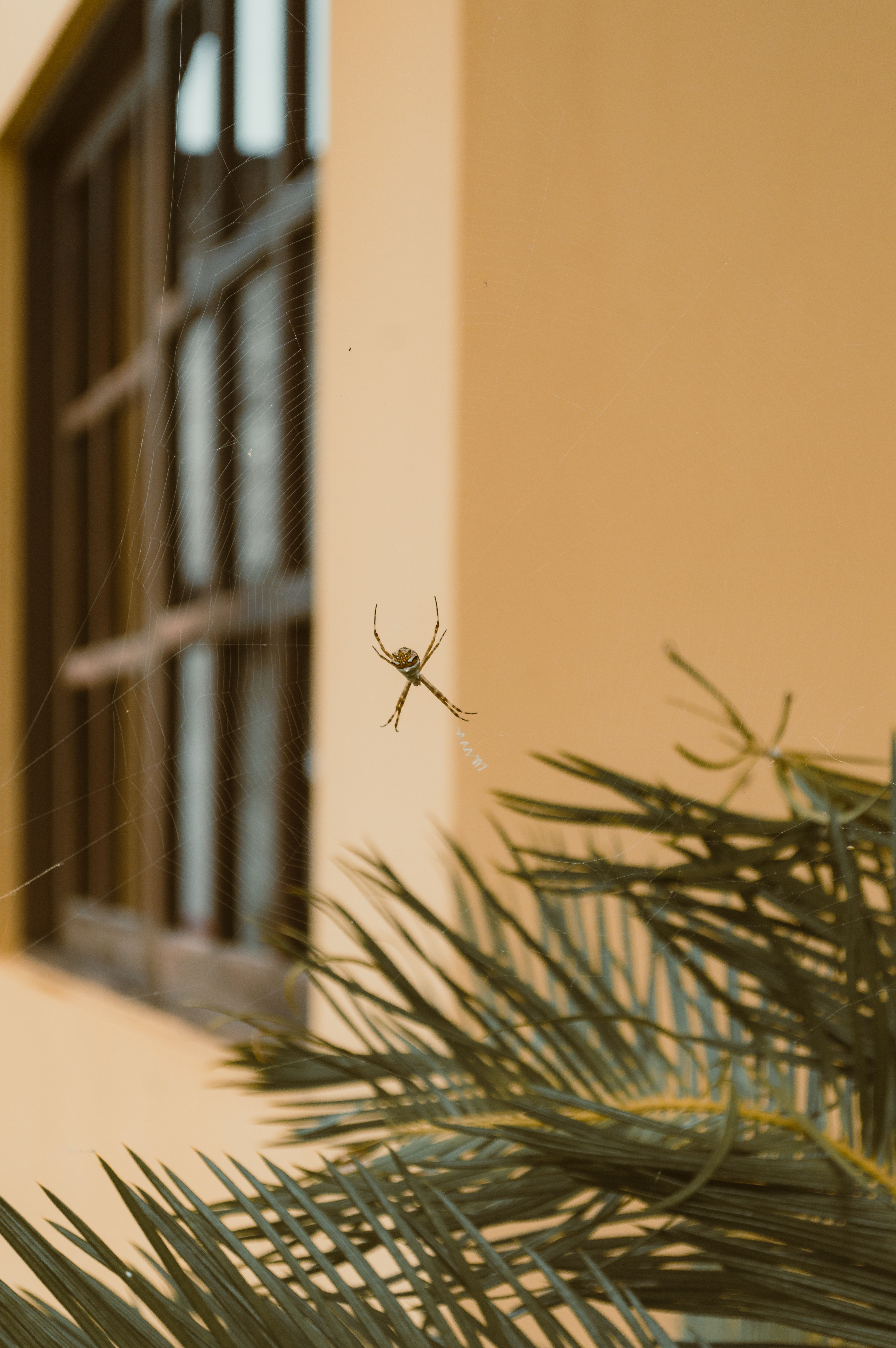 Close-up of spider spinning web on plant with building background.