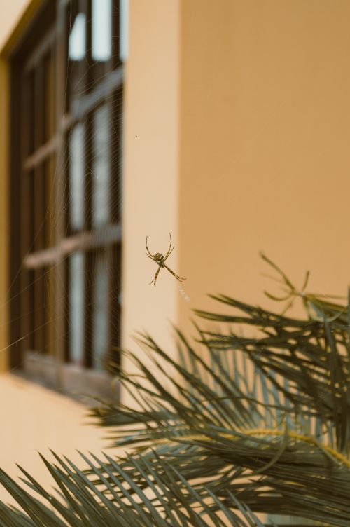 Free Close-up of spider spinning web on plant with building background. Stock Photo