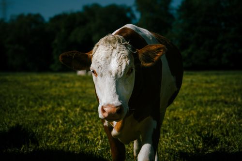 Free A detailed image of a cow in a sunny field showcasing rustic rural life. Stock Photo