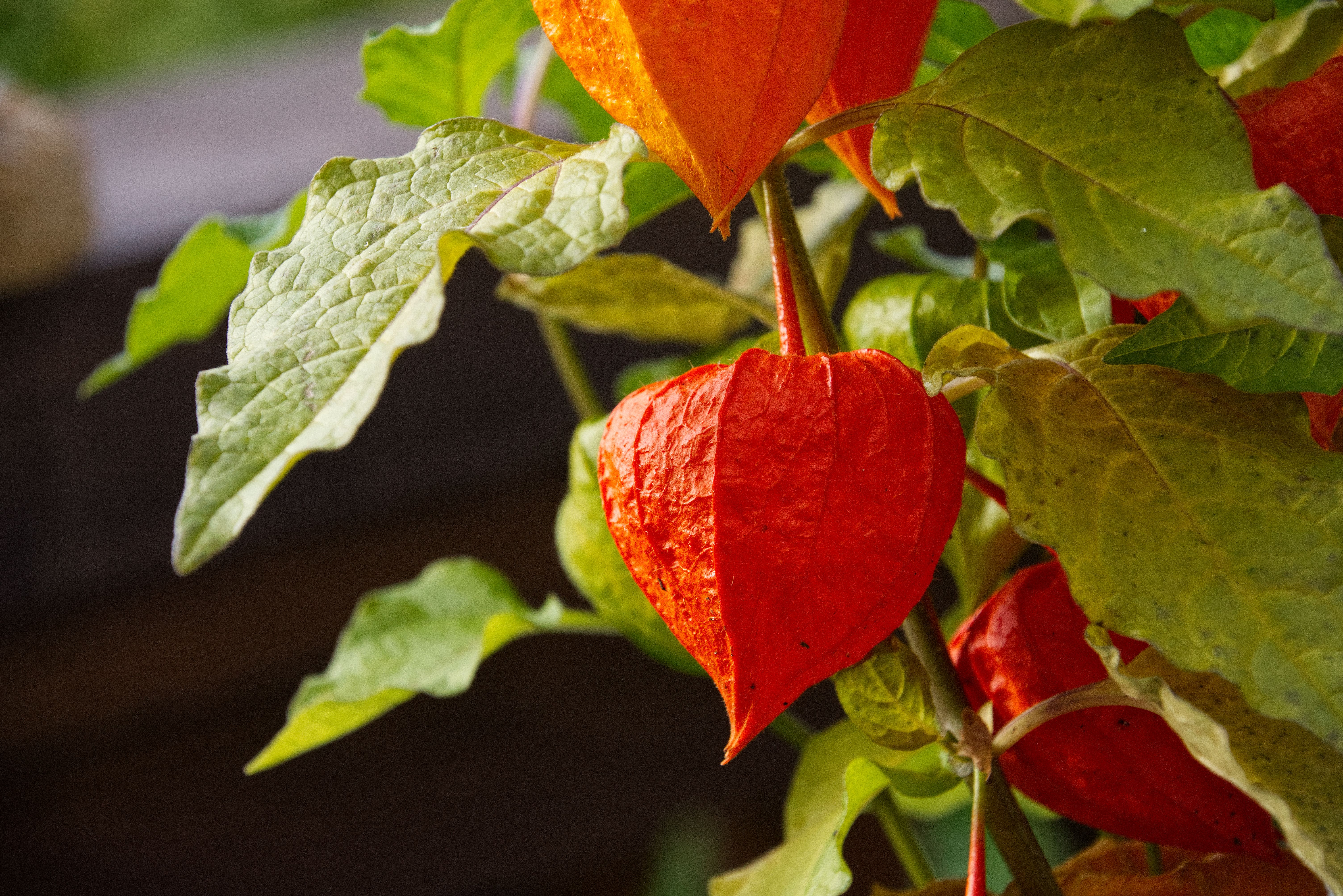 Un arbre aux fruits en forme de lampions