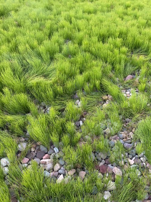 Free Vibrant green grass growing among scattered pebbles, creating a natural texture in Enfield, NS. Stock Photo