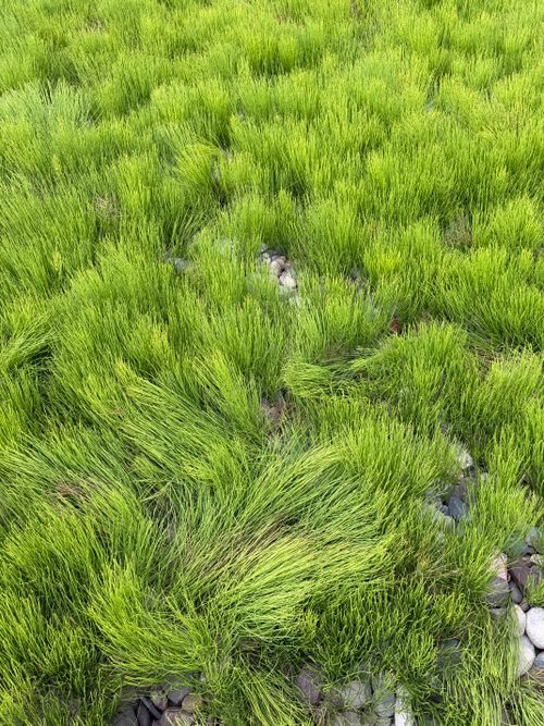 Free Vibrant green vegetation covering rocky terrain in Enfield, Nova Scotia, Canada. Stock Photo