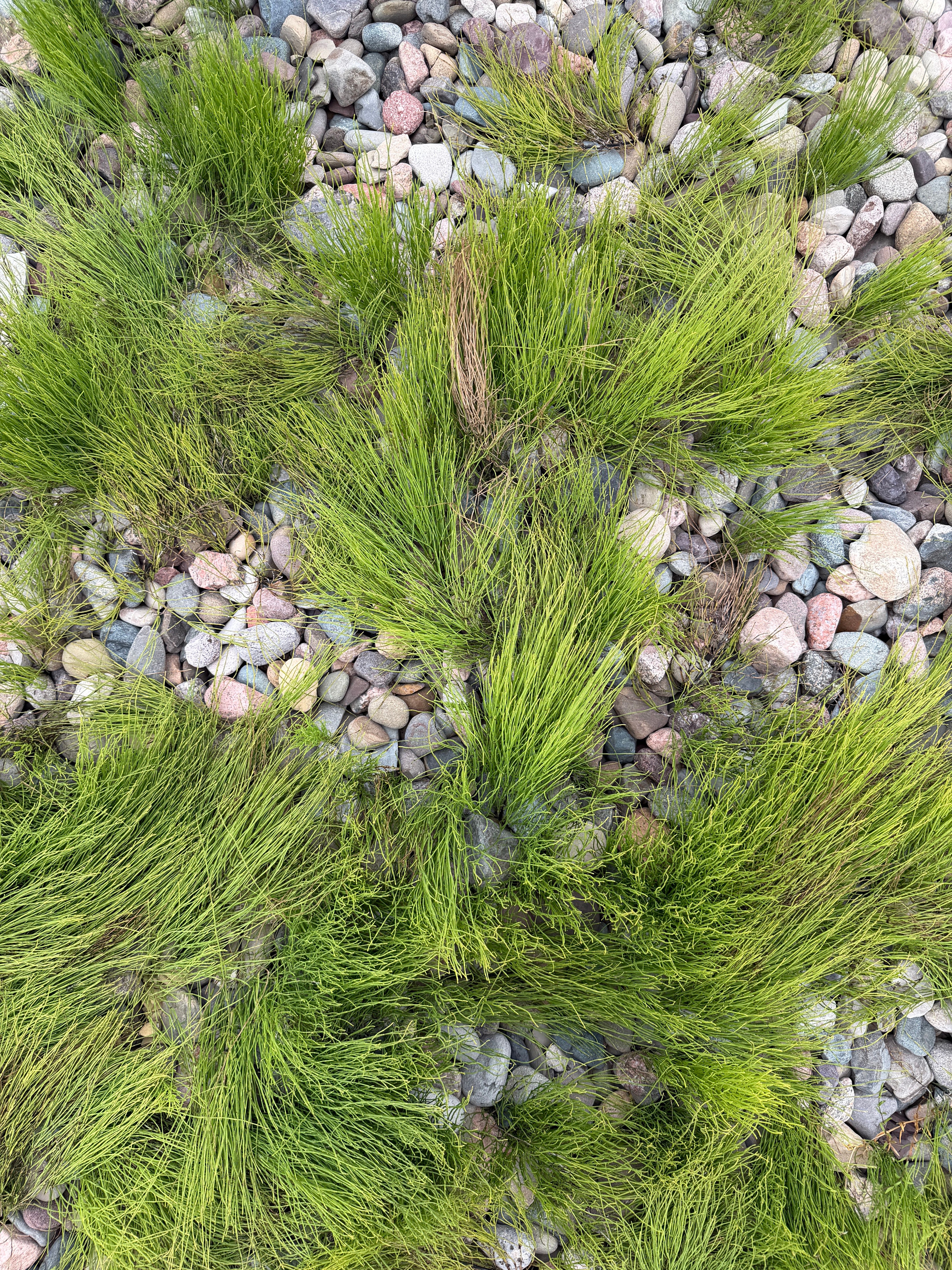 Lush green grass growing on a rocky surface, capturing the essence of spring in Enfield, Canada.