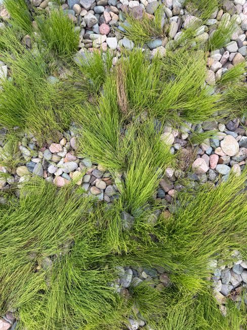Photo by Bogdan Krupin on Pexels Lush green grass growing on a rocky surface, capturing the essence of spring in Enfield, Canada.
