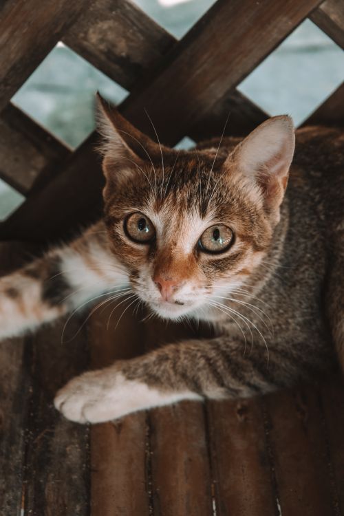 Free Adorable tabby cat with captivating eyes resting on a wooden surface. Stock Photo