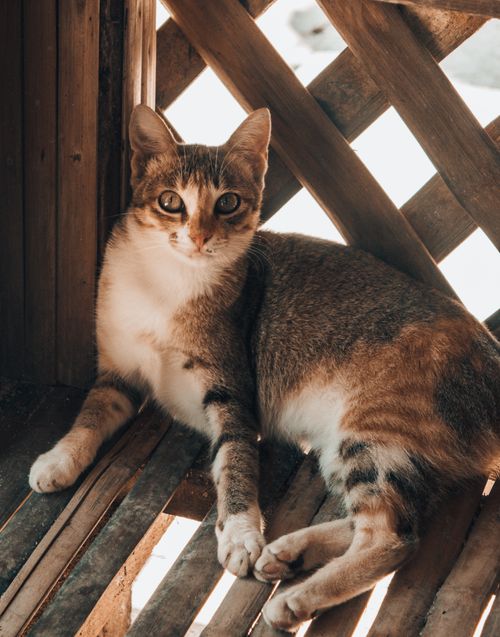 Free A tabby cat lounging on a wooden surface, enjoying a sunny spot indoors. Perfect for pet lovers. Stock Photo