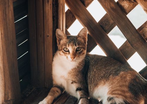 Free A curious tabby cat with striking eyes relaxing in a wooden indoor setting. Stock Photo