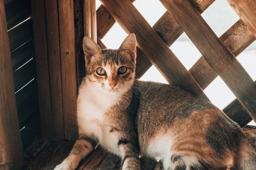 Free Close-up portrait of a curious brown tabby cat with expressive eyes resting indoors on a wooden surface. Stock Photo