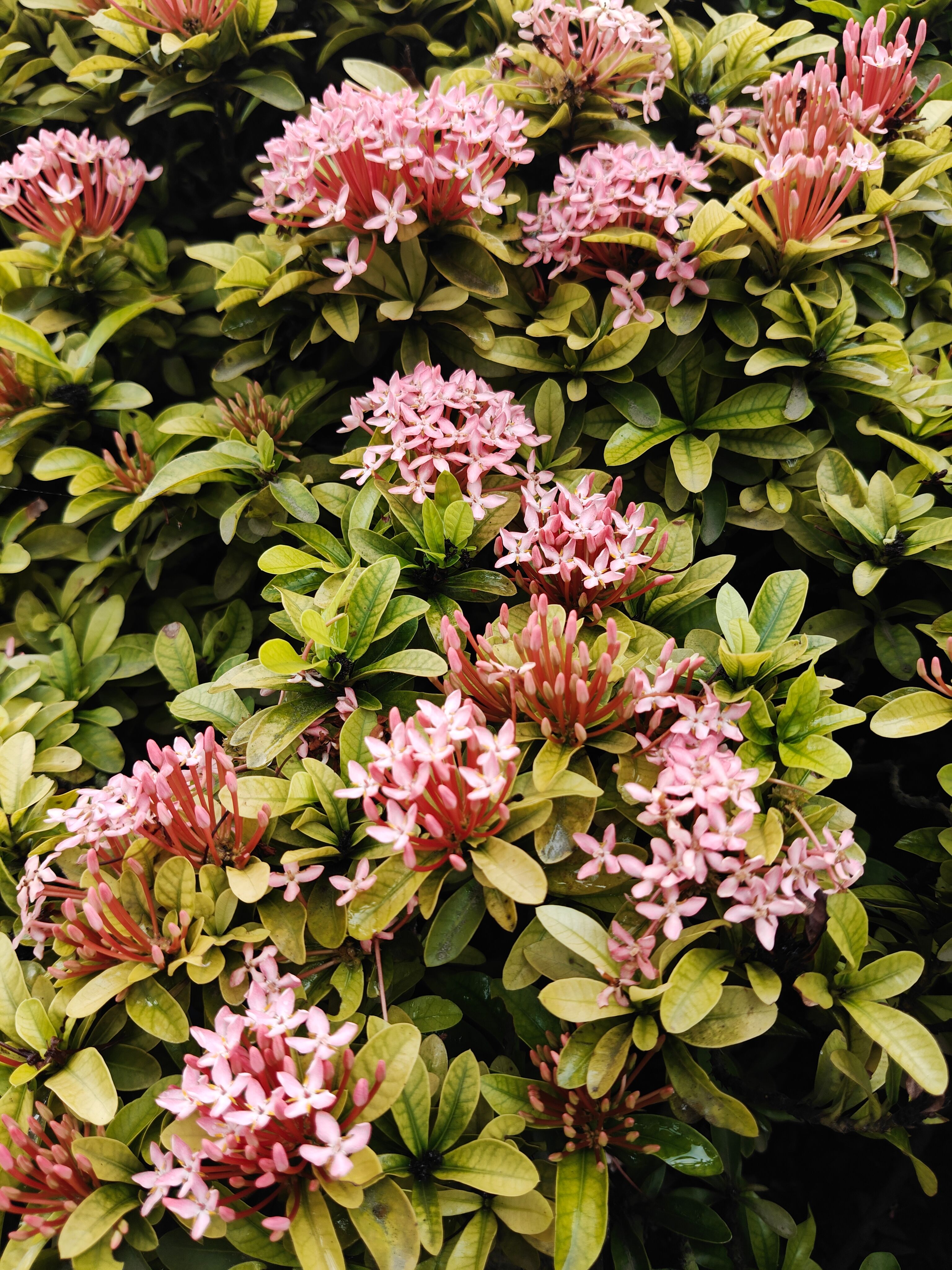 [ColoSach]-vibrant-pink-ixora-flowers-bloom-in-a-lush-garden-in-murshidabad,-west-bengal.