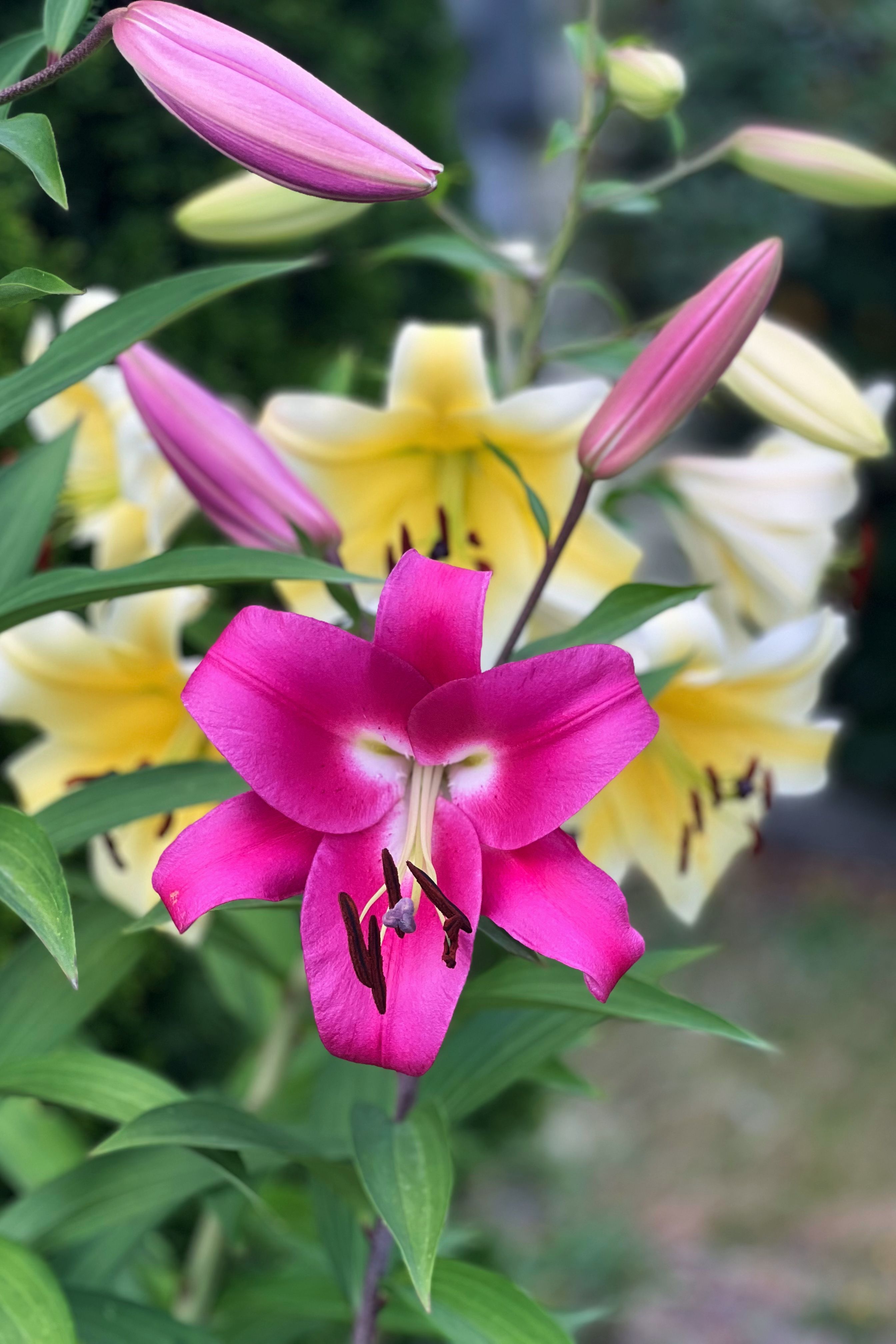 [ColoSach]-colorful-lilies-blossoming-in-a-garden-setting-creating-a-striking-contrast-of-pink-and-yellow-hues.