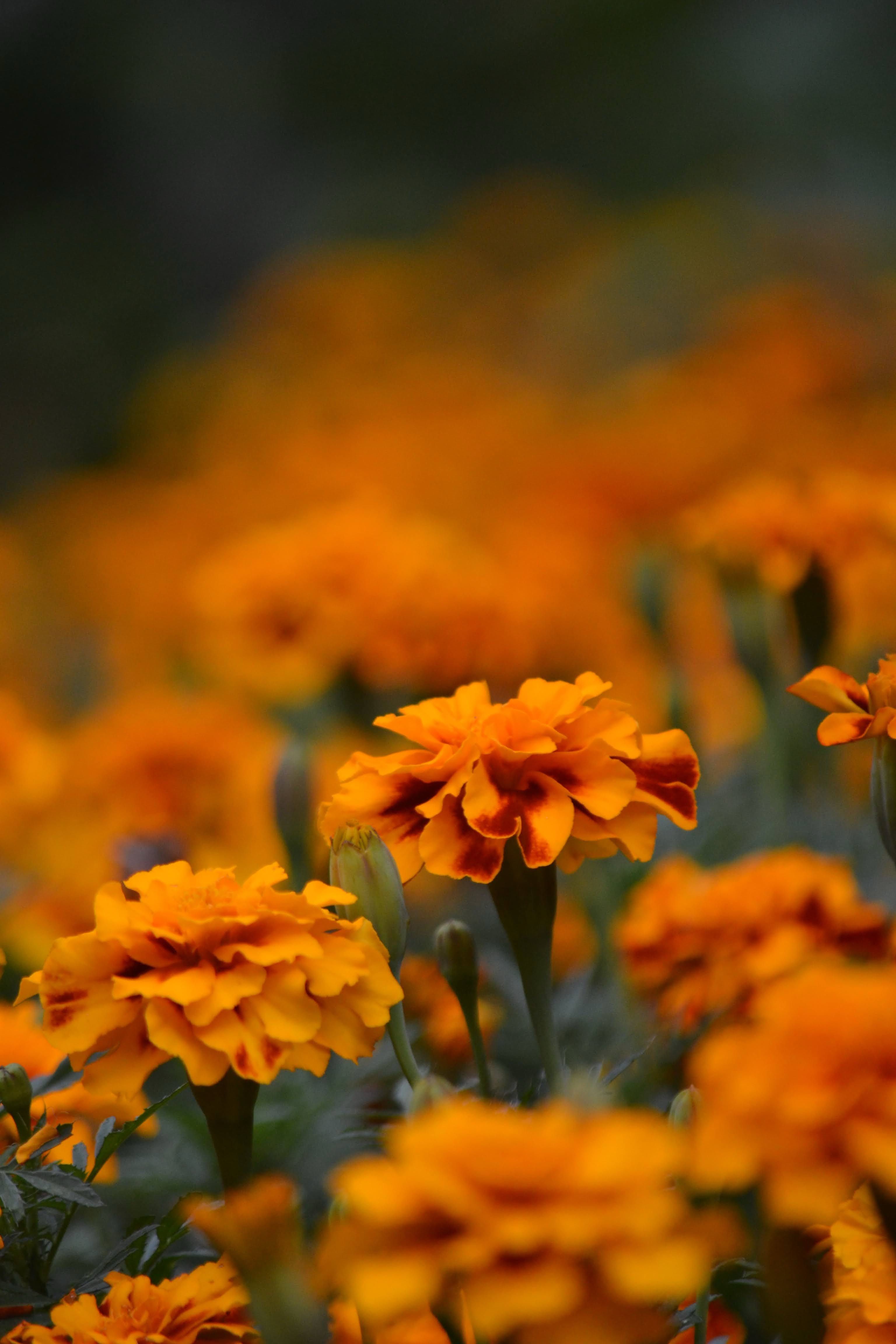 [ColoSach]-close-up-of-vivid-orange-marigold-flowers-blooming-in-a-lush-field,-showcasing-natural-beauty.