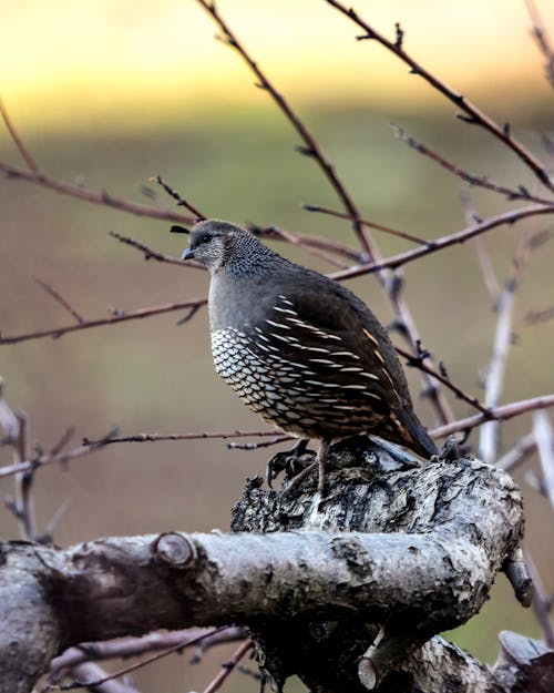 A Quail Perched on Tree Trunk