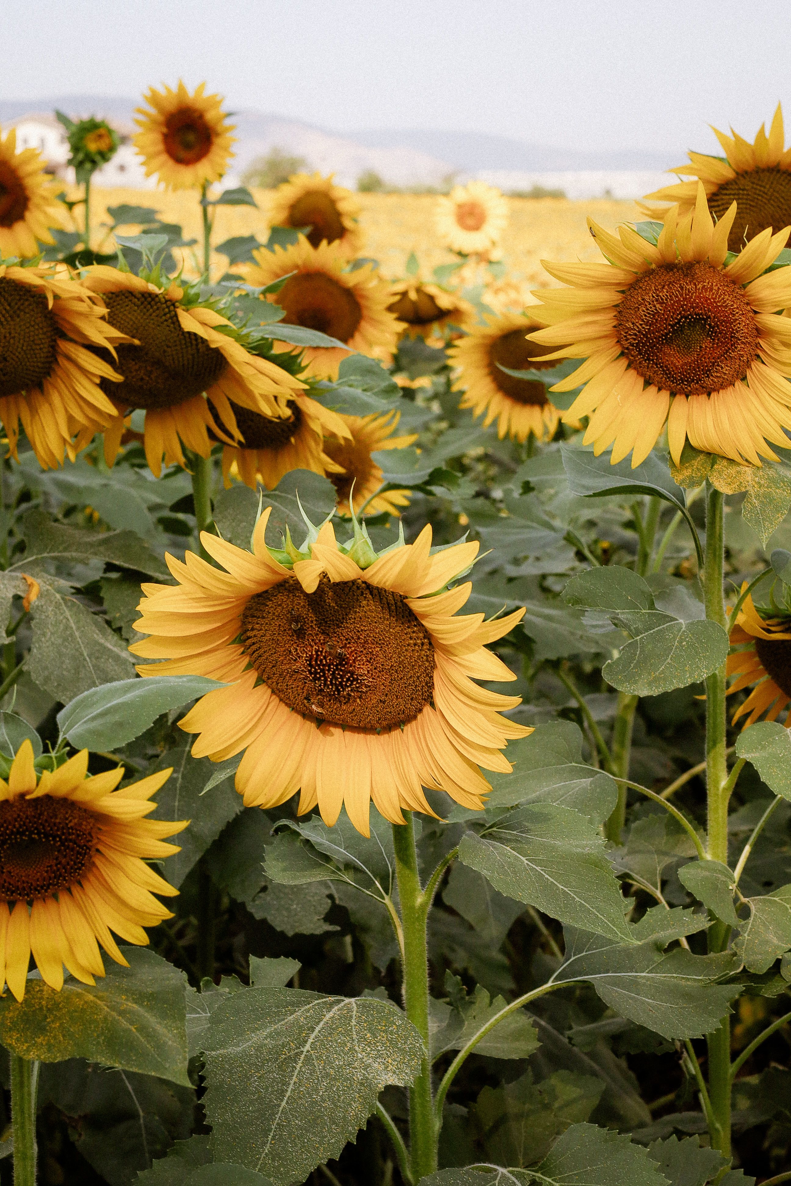 Vibrant sunflower field in Italy captured on a sunny day, showcasing natural beauty.