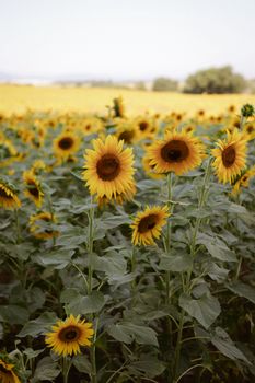 A scenic view of a blooming sunflower field in Italy, capturing the essence of summer.