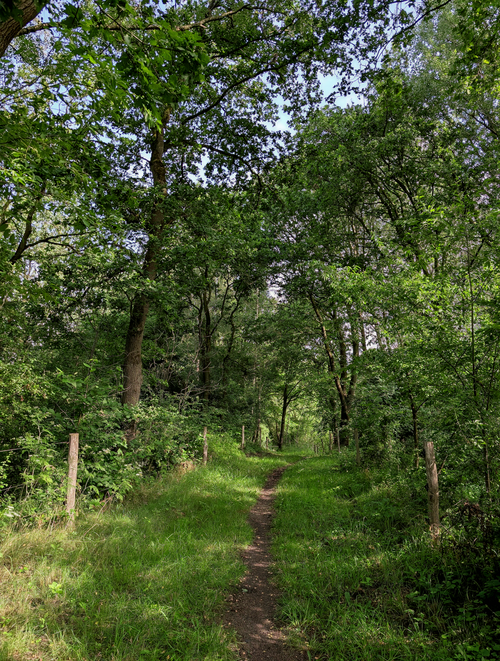 Free Tranquil forest path lined with lush green trees under a bright sky. Stock Photo