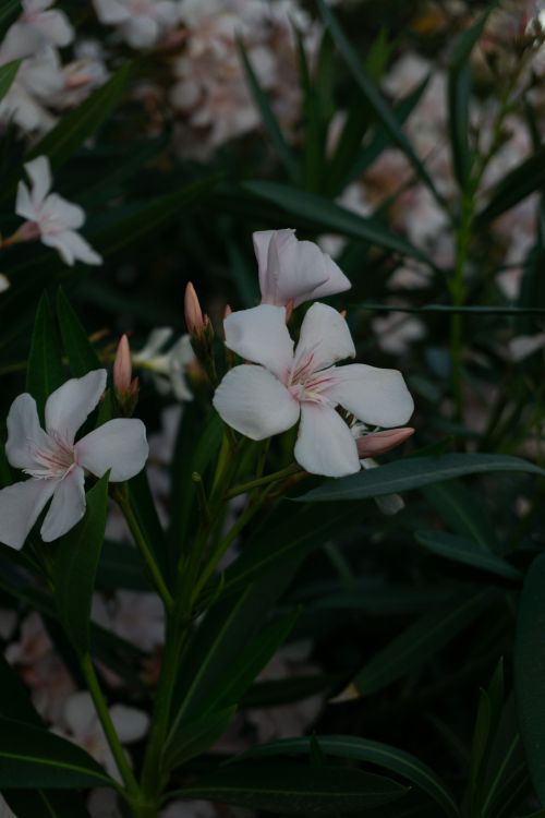Free A detailed view of blooming pink oleander flowers (Nerium oleander) in Istanbul, Turkey. Stock Photo