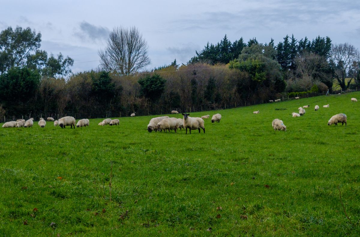 Yeşil çayırda otlayan renkli çiftlik hayvanları sürüsü