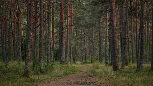 Free Tranquil forest scene with a path lined by tall pine trees perfect for nature walks. Stock Photo