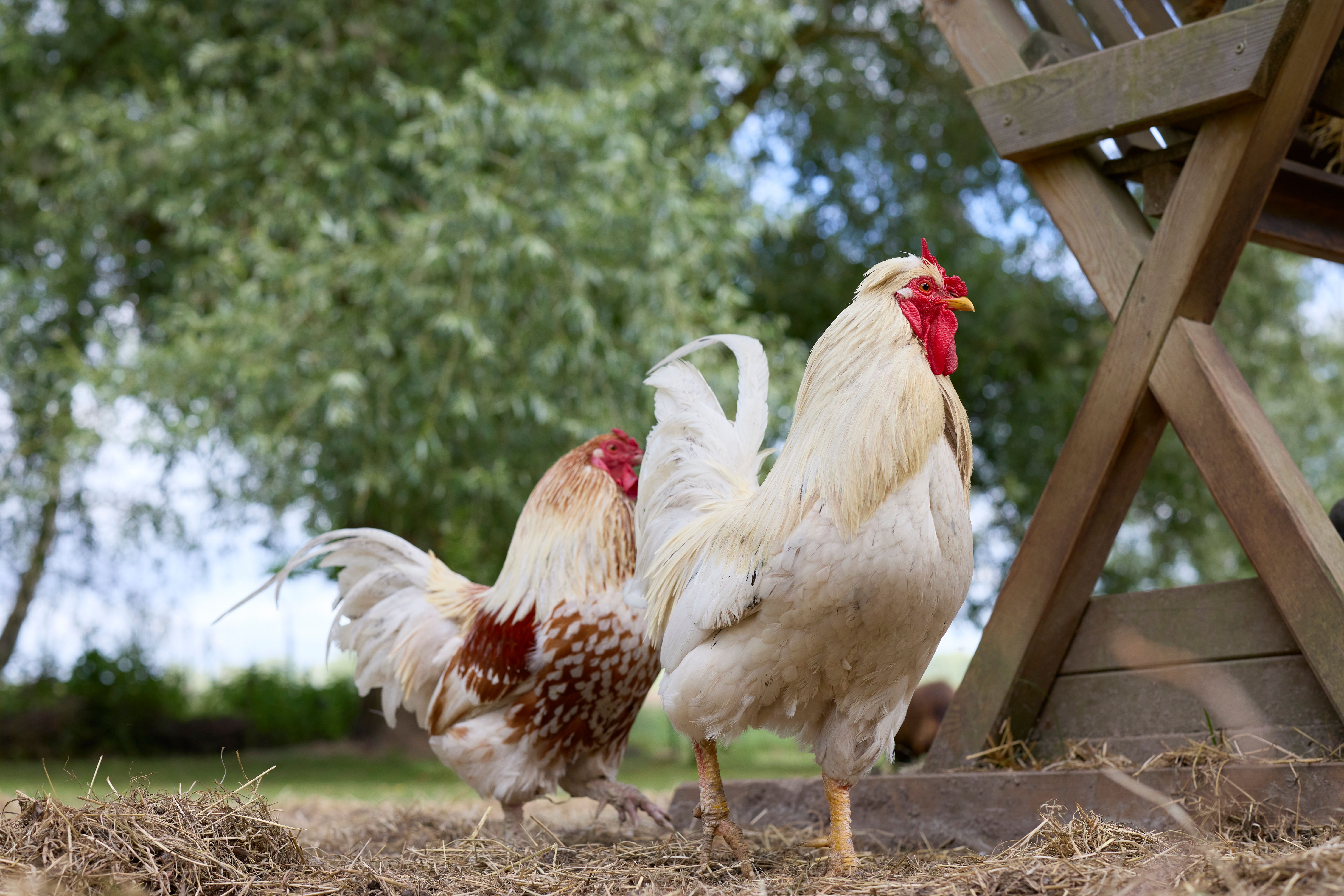 researcher comparing rooster breed records with archival maps and handwritten Vietnamese notes