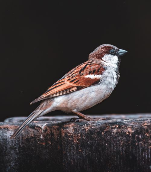 Free A detailed close-up of a house sparrow perched on a rustic wooden surface, showcasing its vibrant plumage. Stock Photo